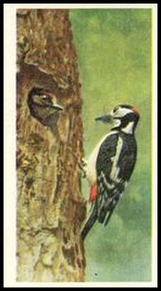 8 Great Spotted Woodpecker